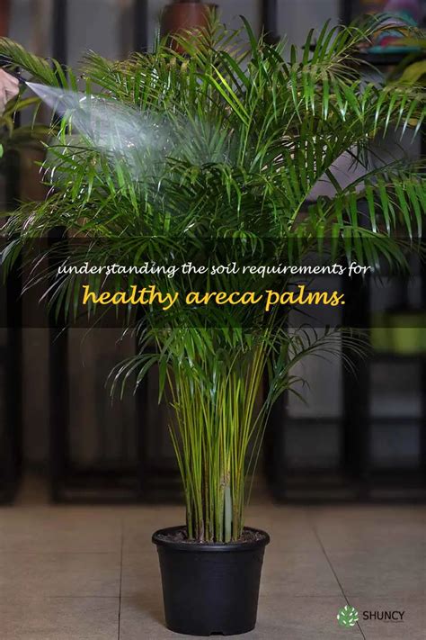 areca palms soil